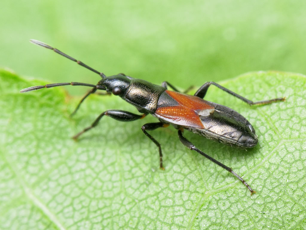 Pterotmetus staphyliniformis (Schilling, 1829)